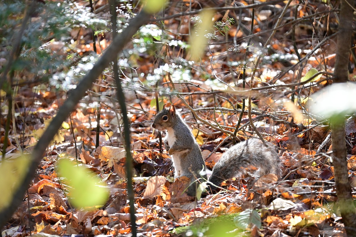 Eastern Gray Squirrel - ML644523260