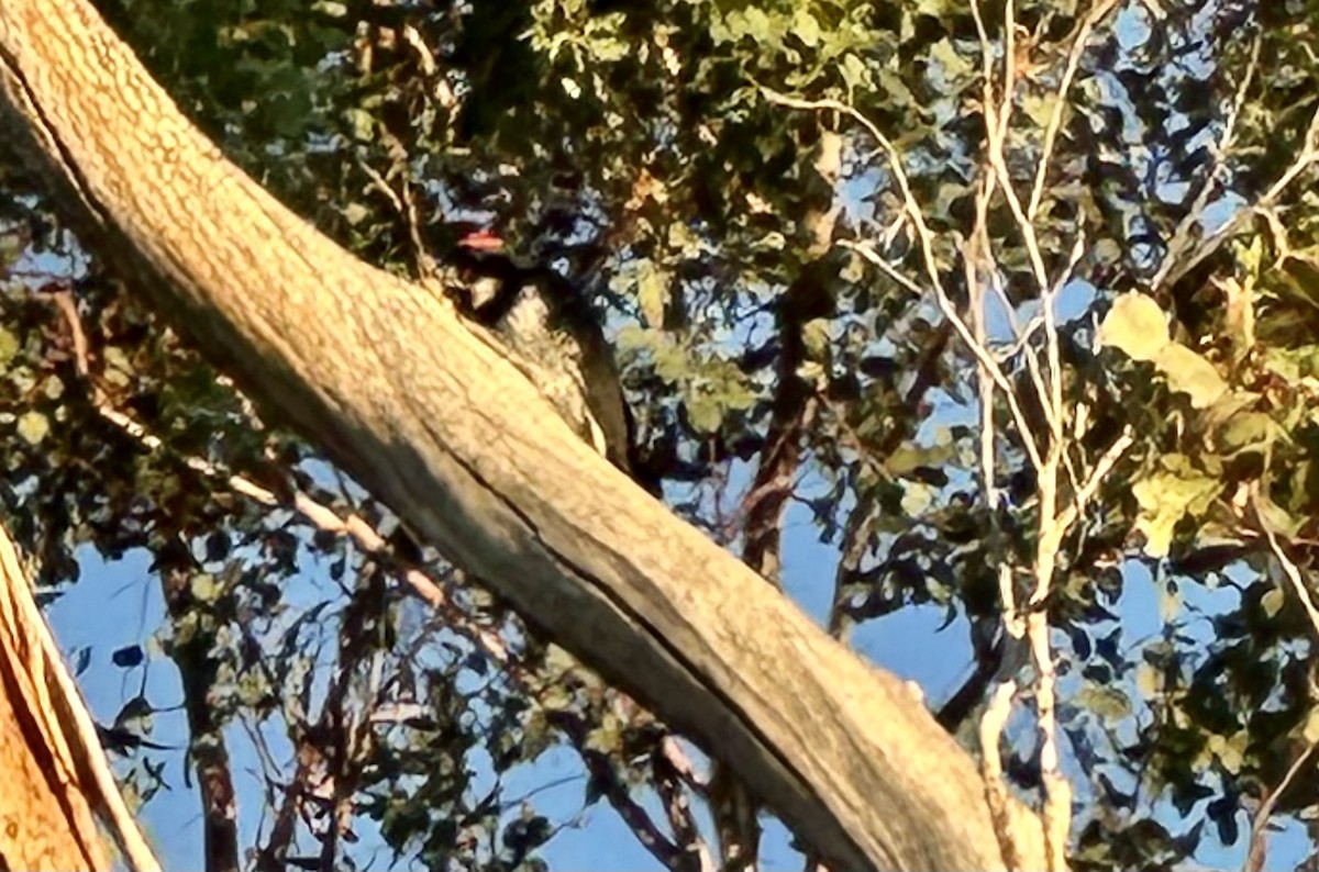 Acorn Woodpecker - ML644523261