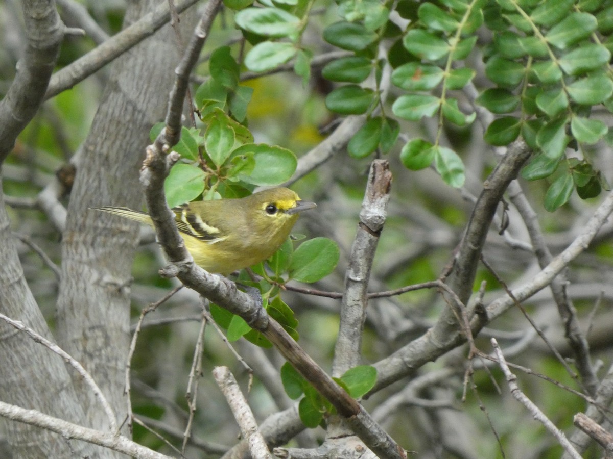 Thick-billed Vireo - ML644523287
