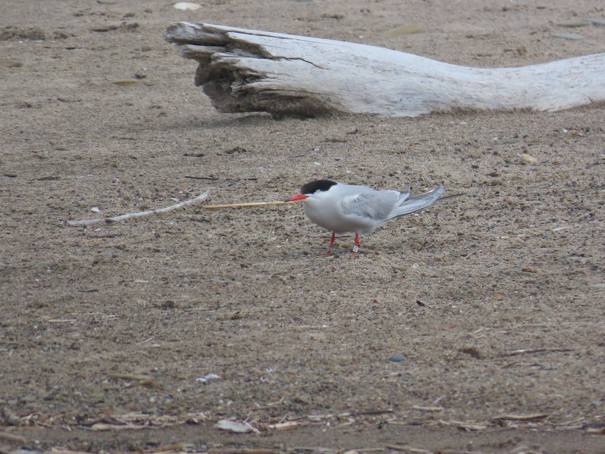 Common Tern - ML644523296