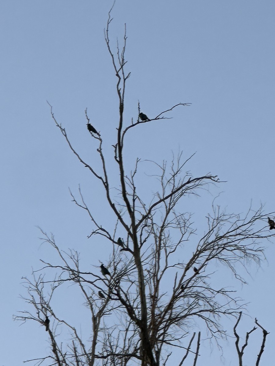 Steller's Jay - ML644523303
