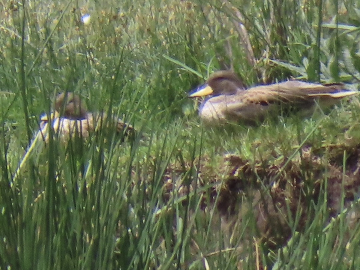 Желтоклювый чирок (oxyptera) - ML644523304