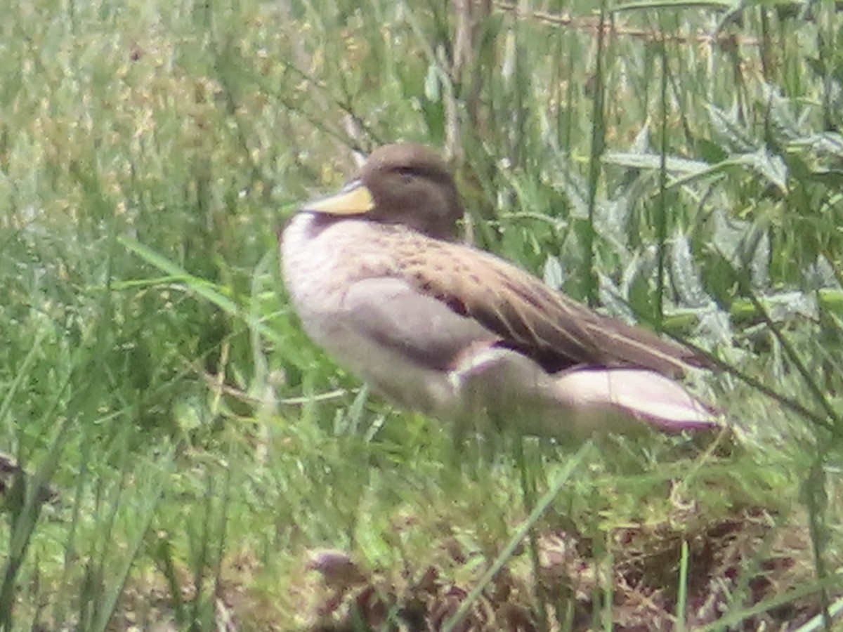 Желтоклювый чирок (oxyptera) - ML644523305