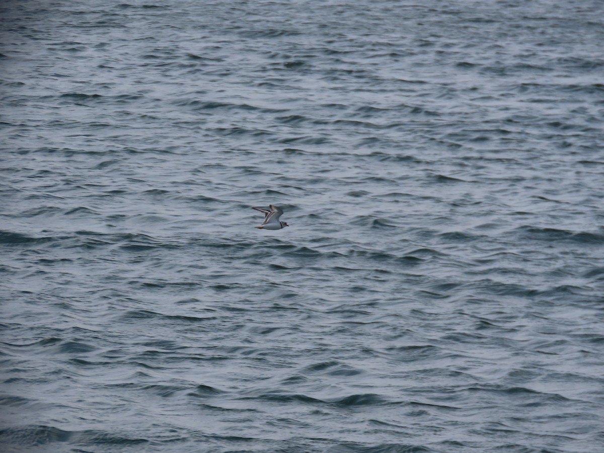 Piping Plover - ML644523306