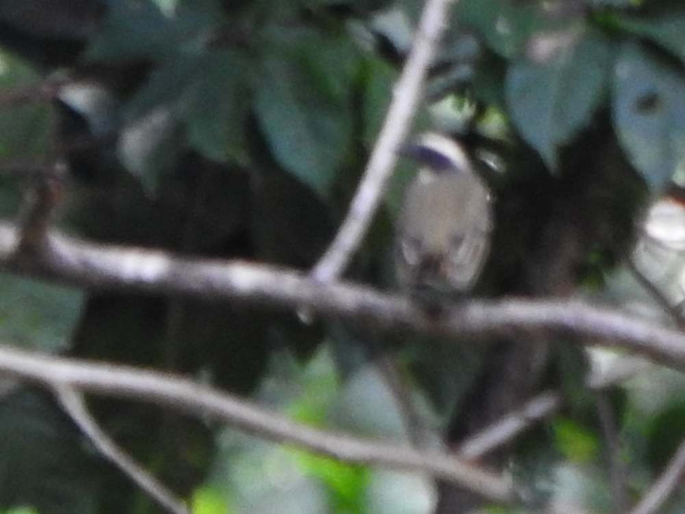 Social Flycatcher - ML644523309