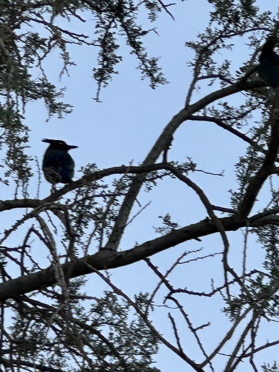 Steller's Jay - ML644523310