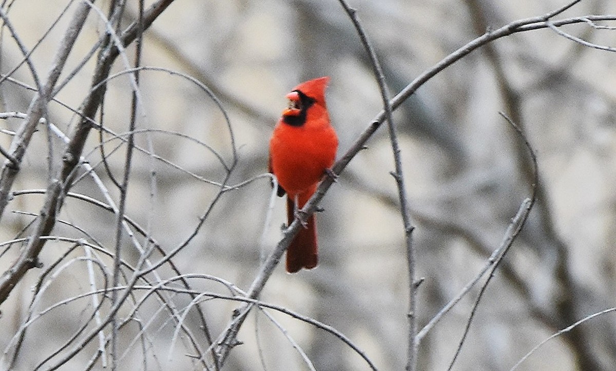 Cardinal rouge - ML644523315