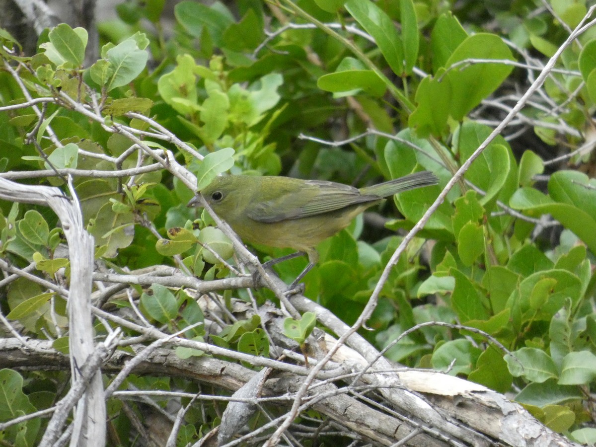 Painted Bunting - ML644523320