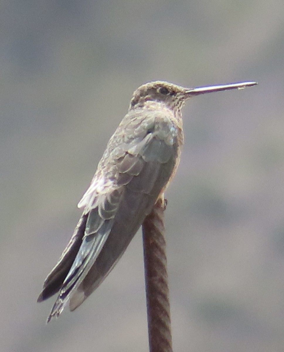 Giant Hummingbird - ML644523323