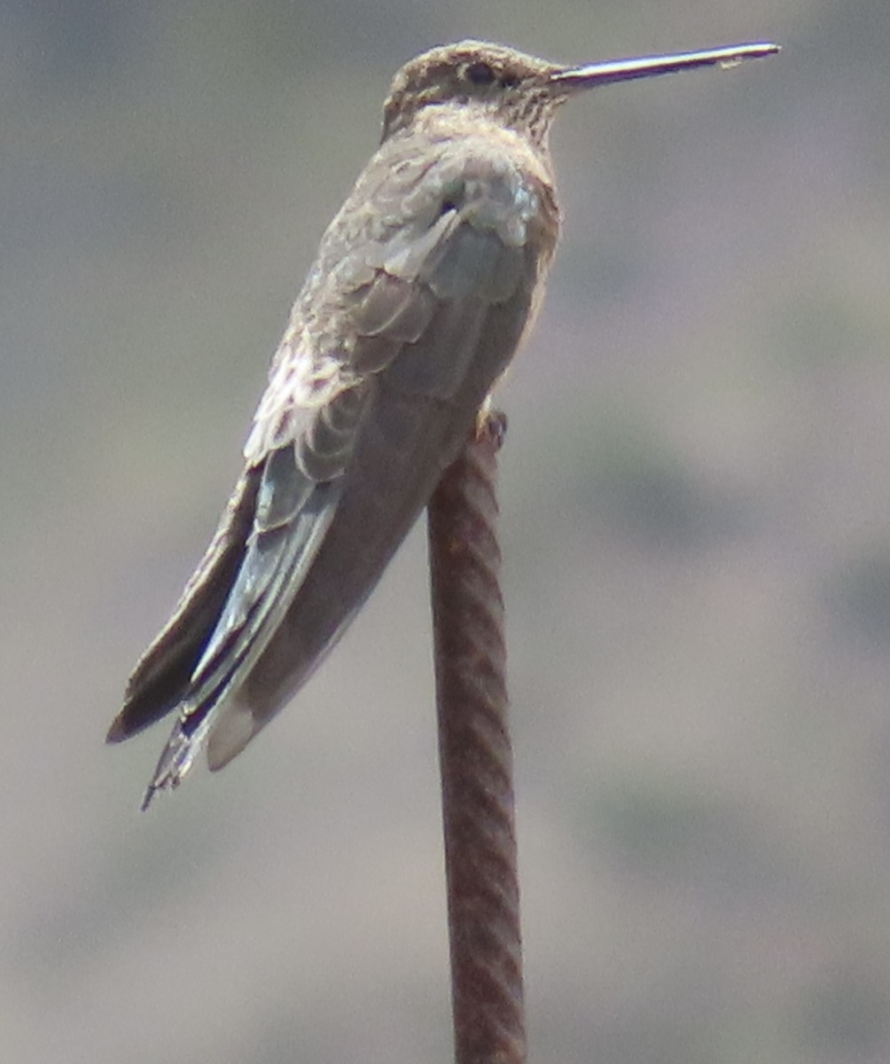 Giant Hummingbird - ML644523324