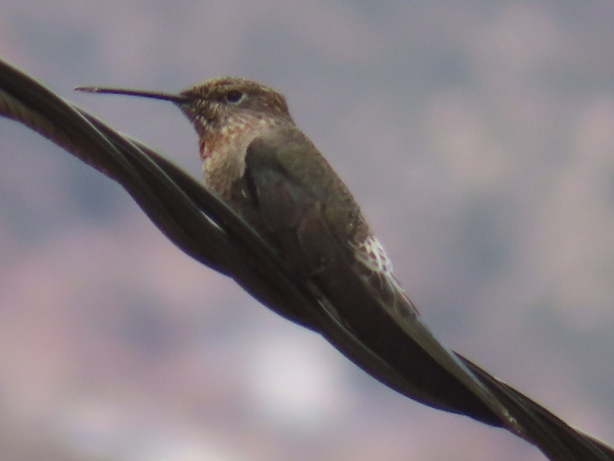 Giant Hummingbird - ML644523325