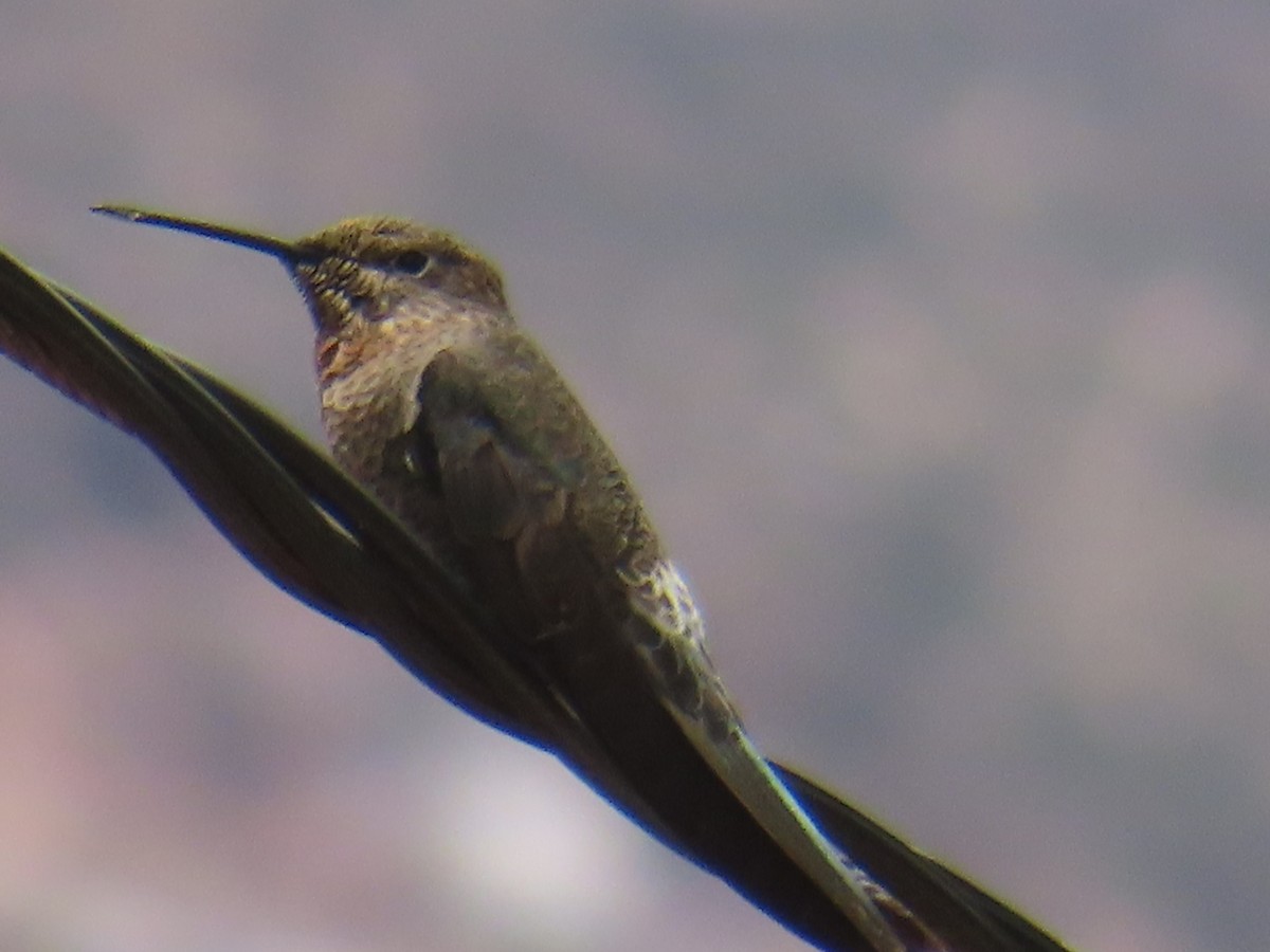 Giant Hummingbird - ML644523326