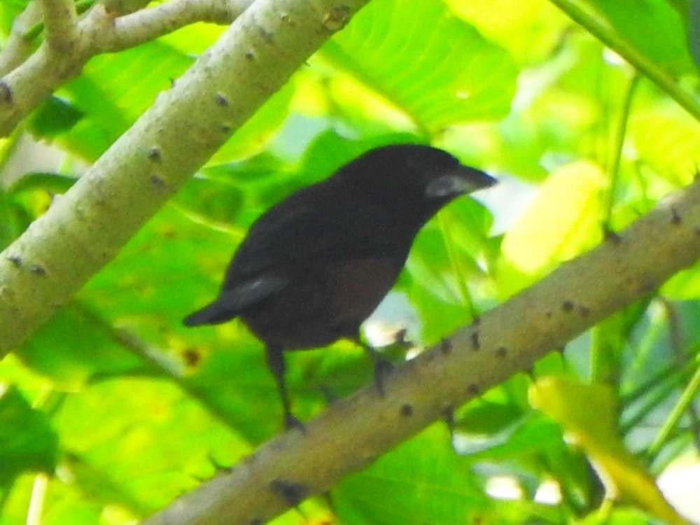 Tangara à bec d'argent - ML644523361