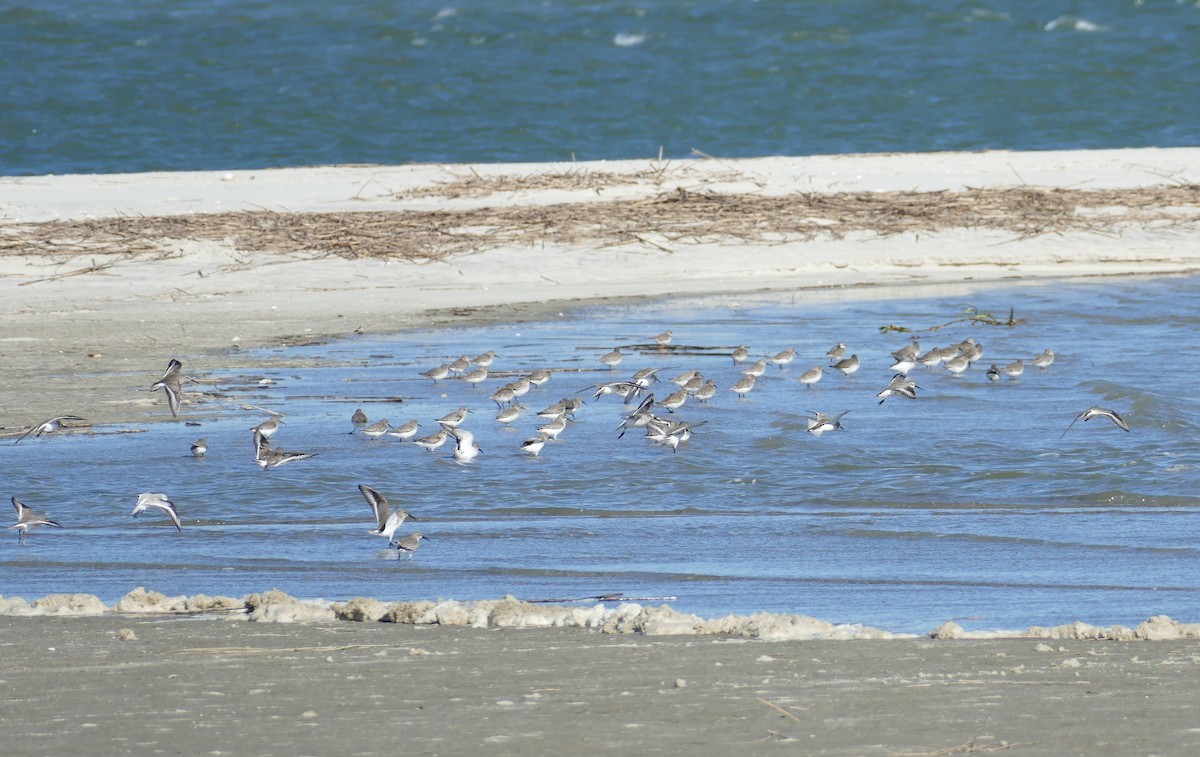 ハマシギ - ML644523362