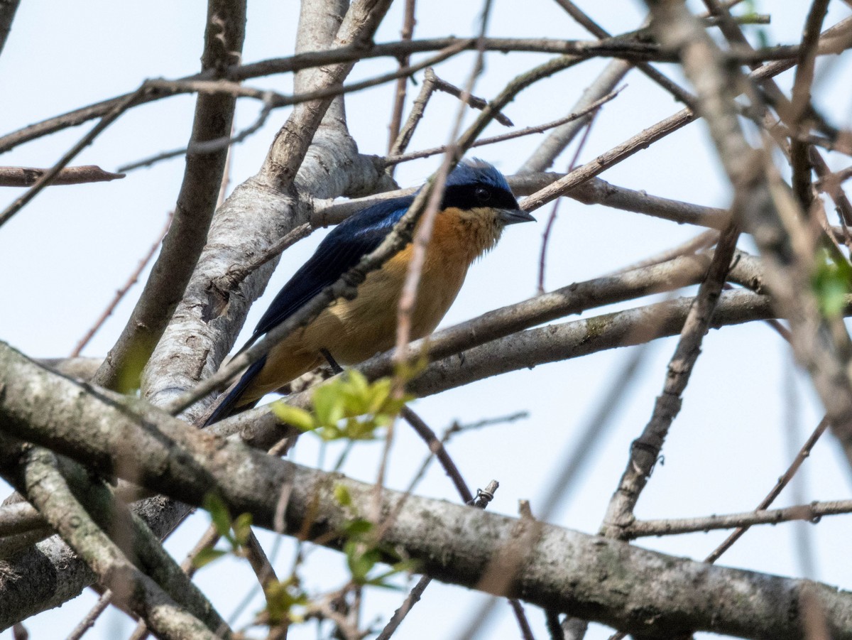 Fawn-breasted Tanager - ML644523363