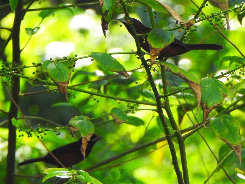 Tangara à bec d'argent - ML644523368