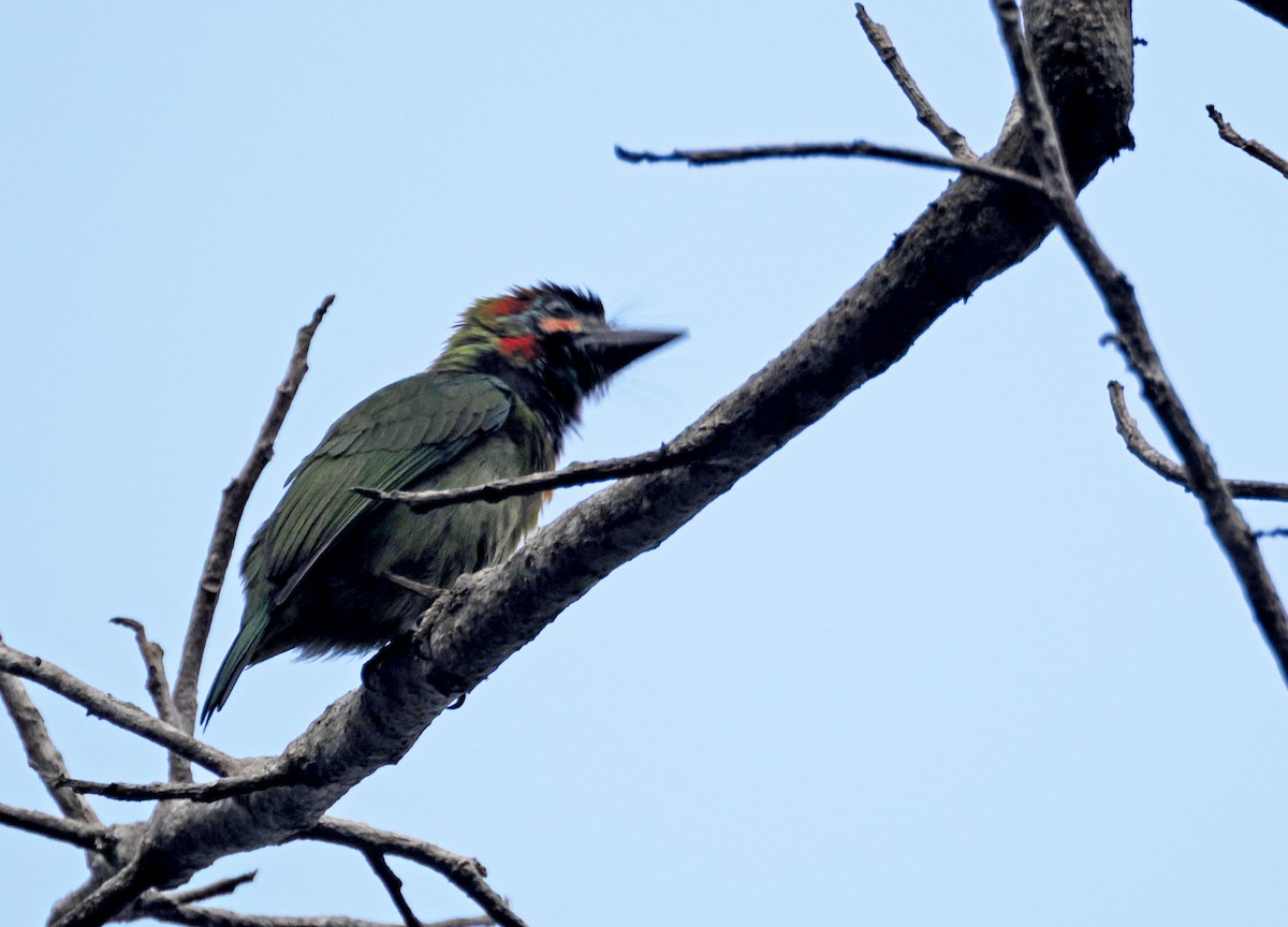 blåøreskjeggfugl - ML644523369