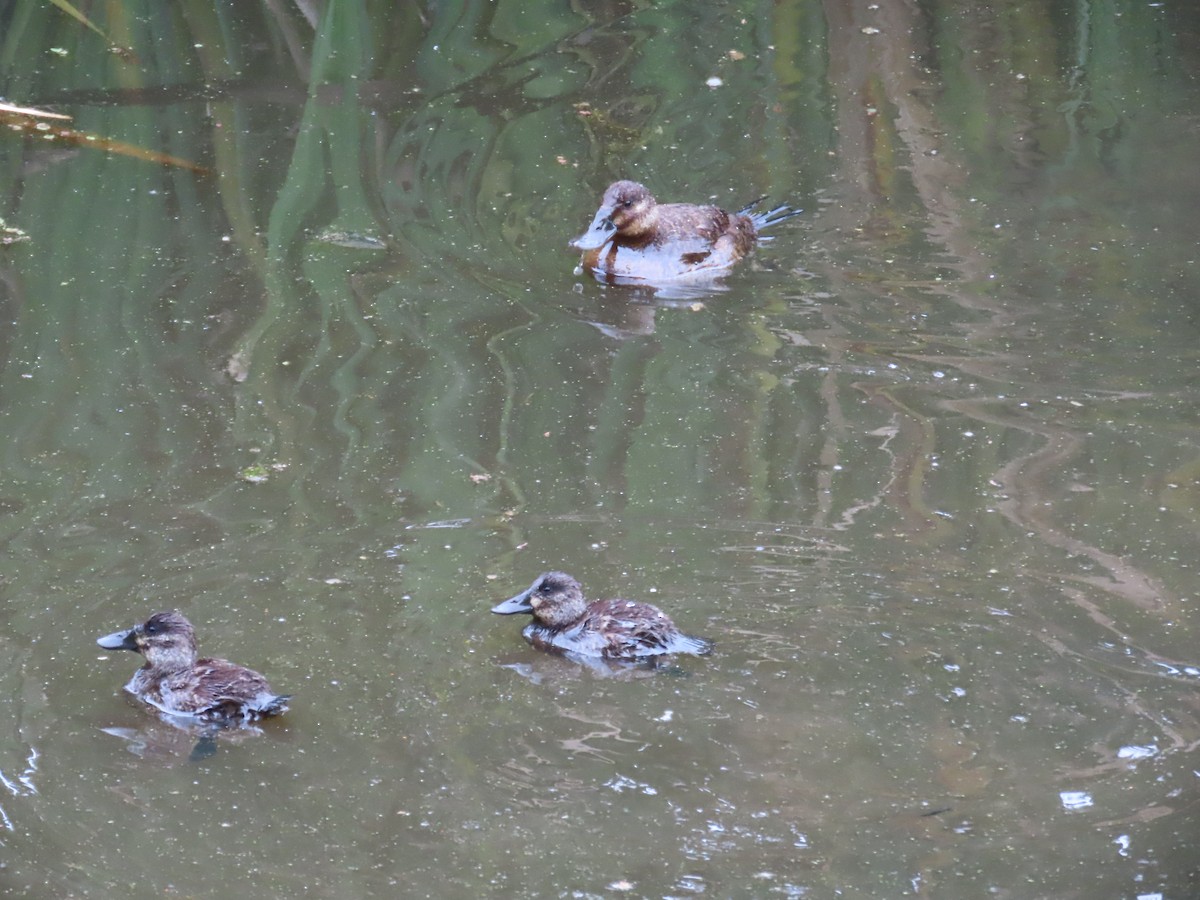 Andean Duck - ML644523371