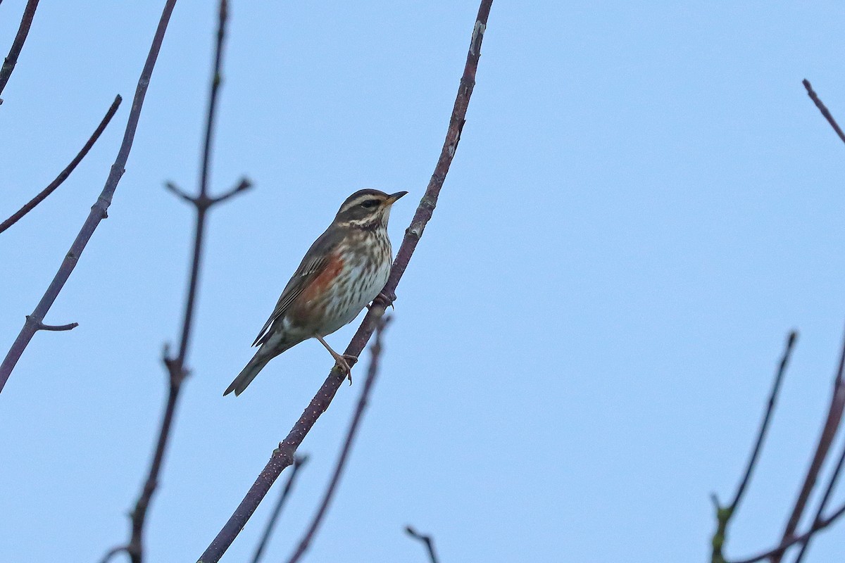 Redwing - ML644523372