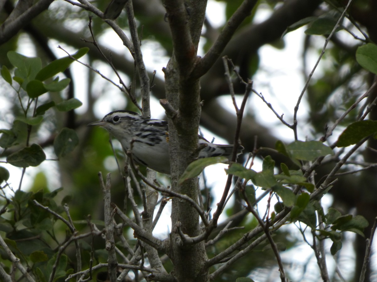Black-and-white Warbler - ML644523383