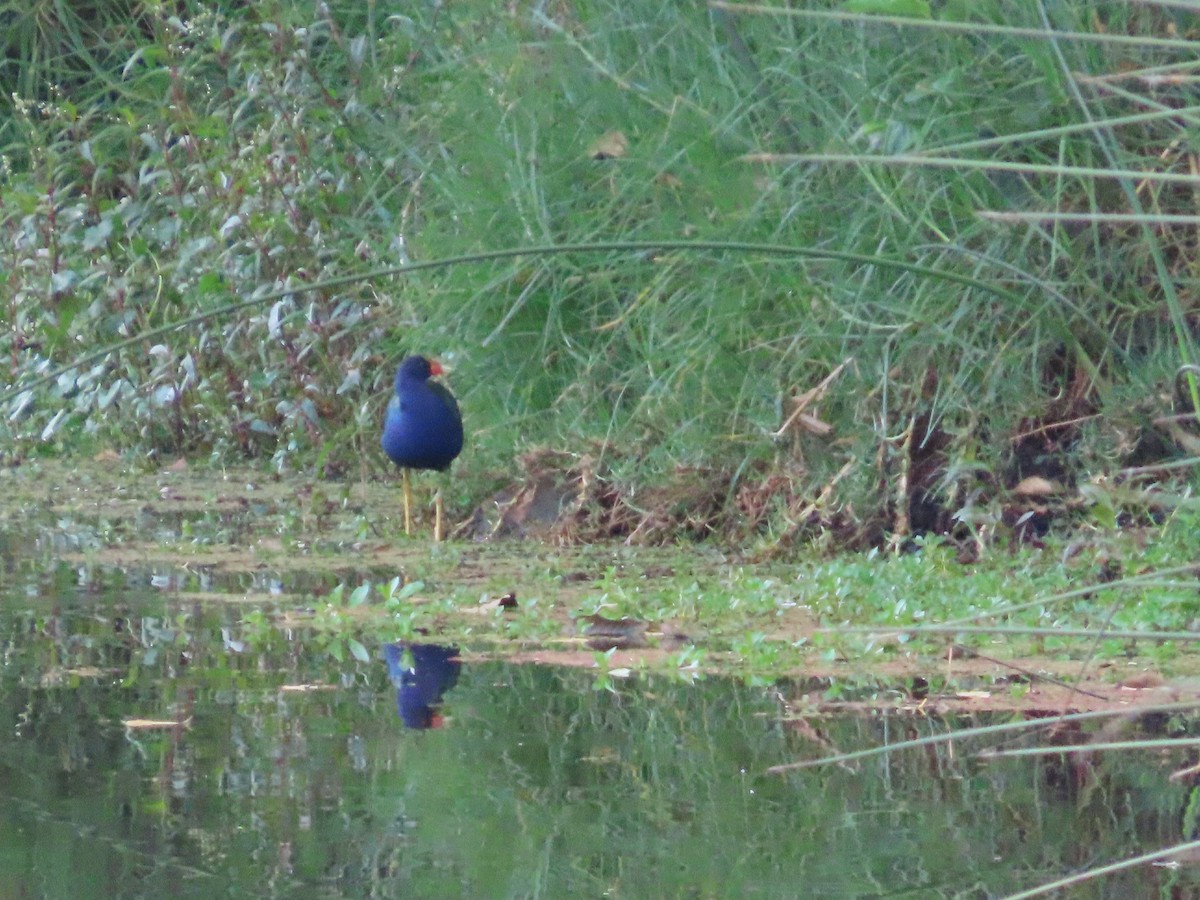 Purple Gallinule - ML644523388