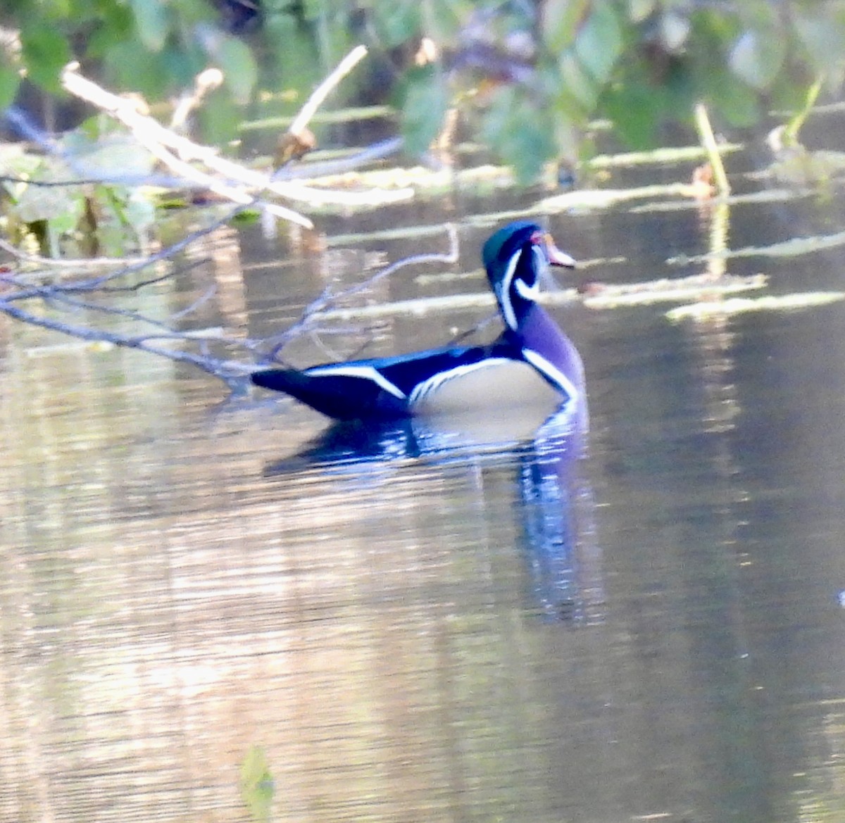 美洲鴛鴦 - ML644523404