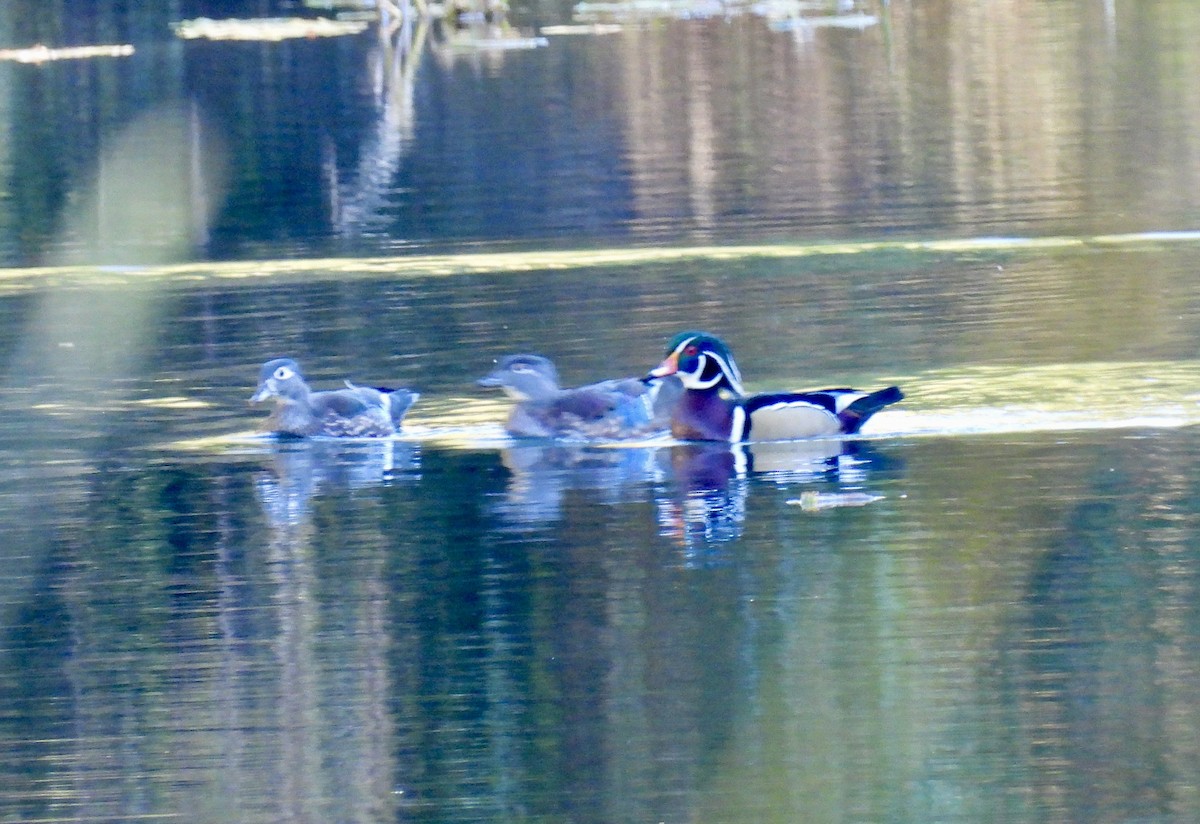 美洲鴛鴦 - ML644523405