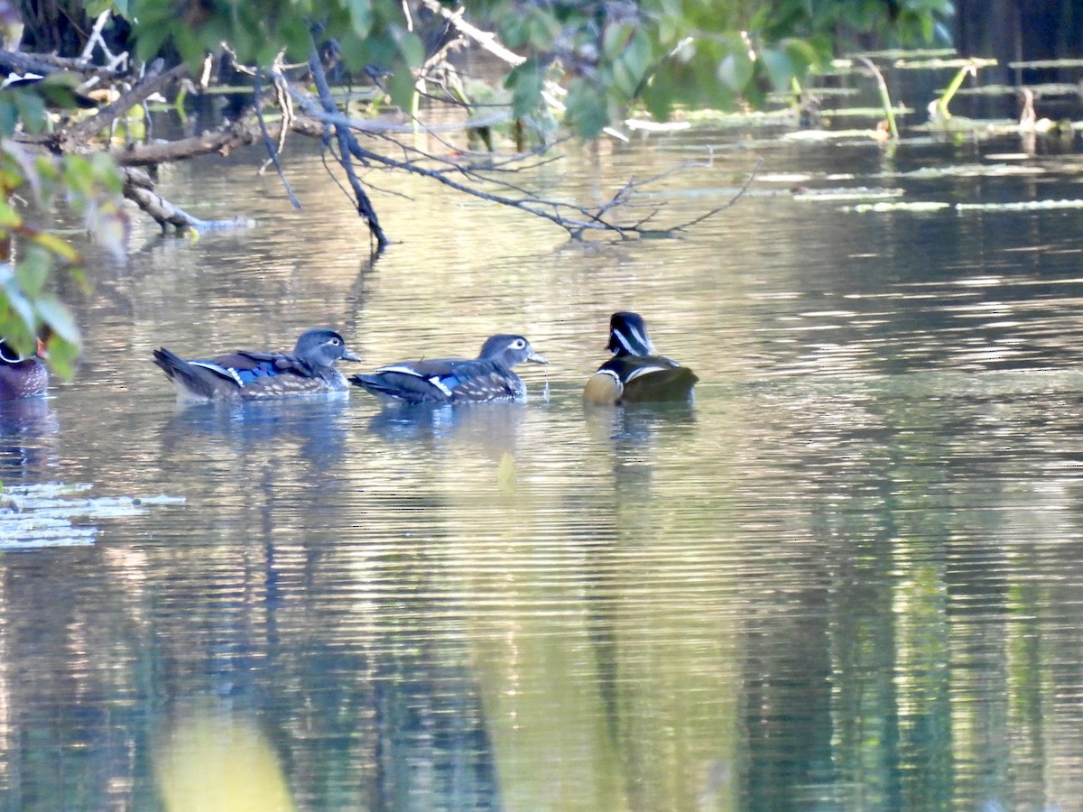 美洲鴛鴦 - ML644523406