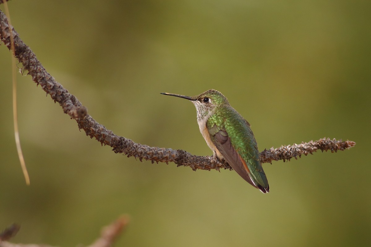 Geniş Kuyruklu Kolibri - ML644523416