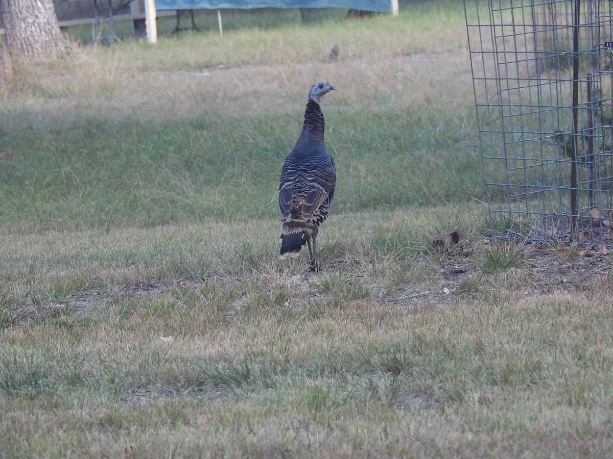 krocan divoký - ML644523417