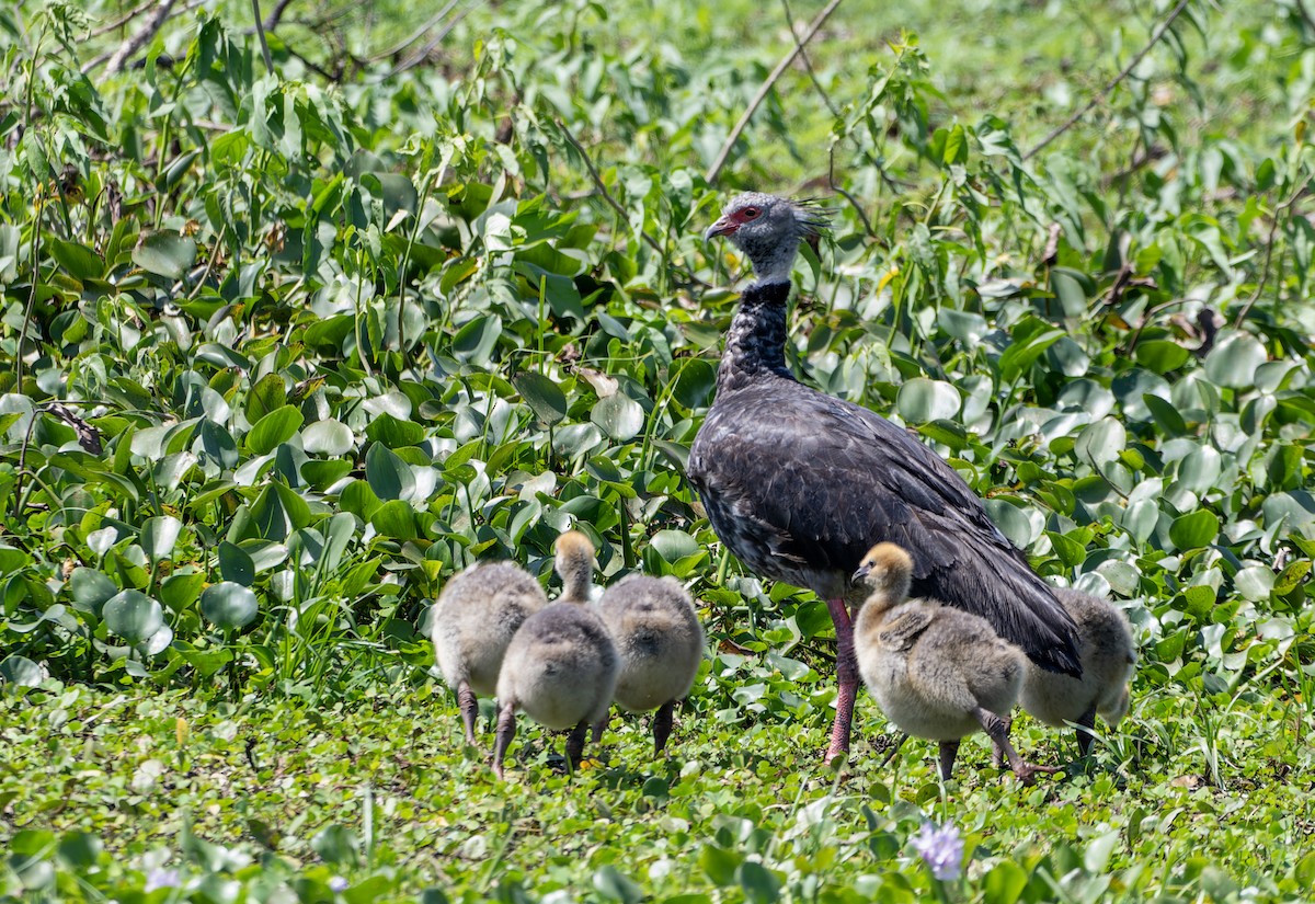 Southern Screamer - ML644523418