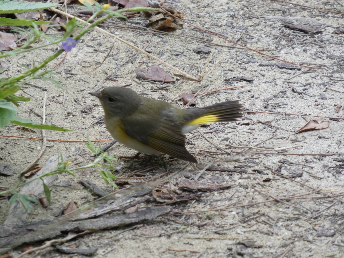 American Redstart - ML644523419