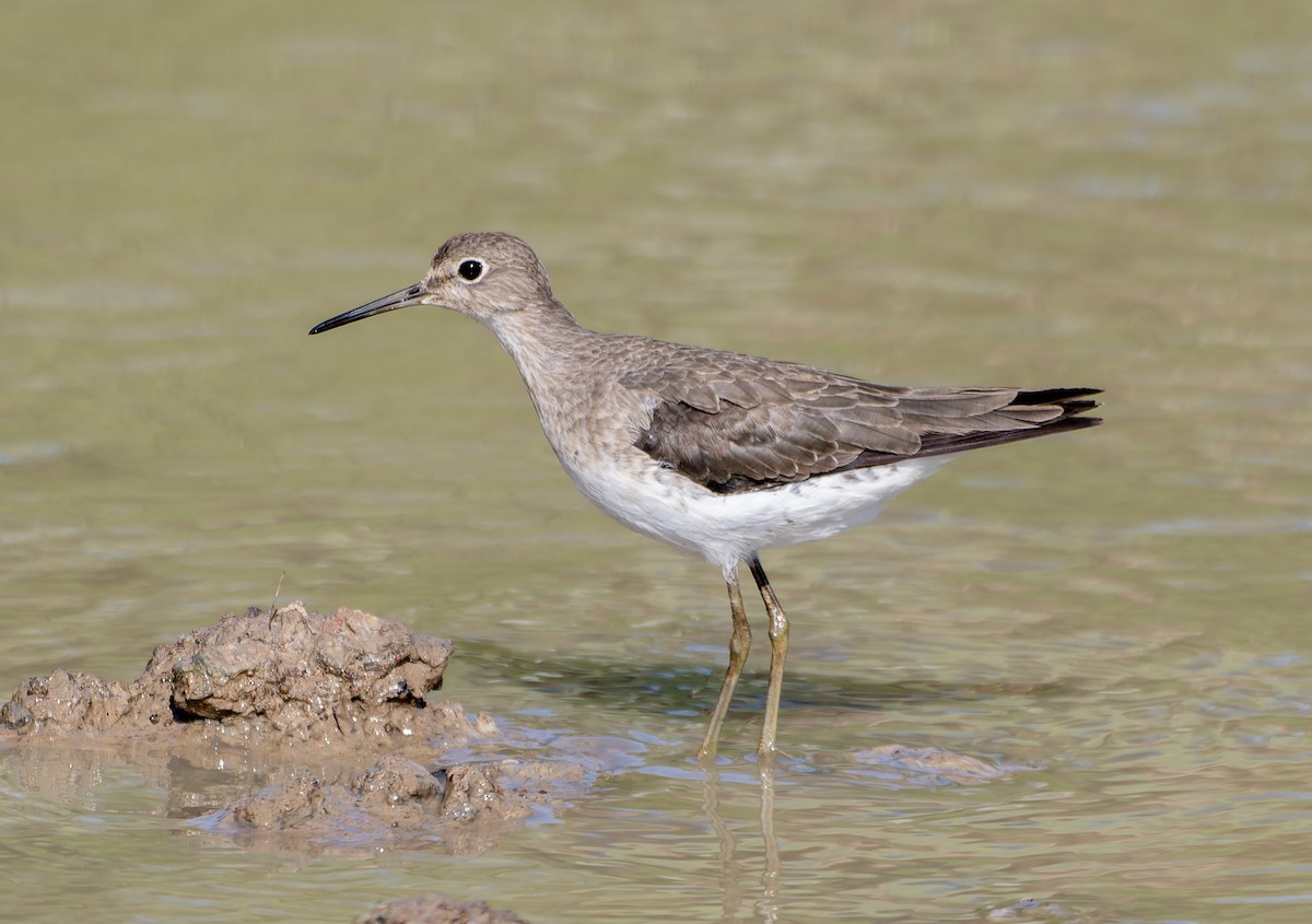 Solitary Sandpiper - ML644523427