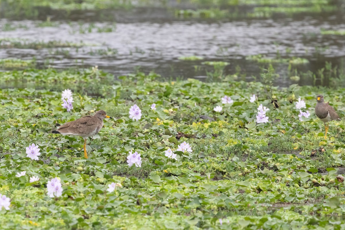 gråhodevipe - ML644523428