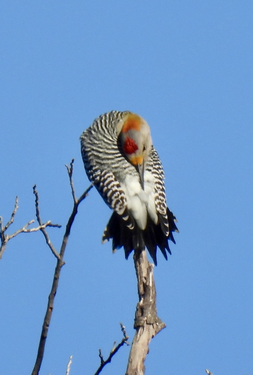Golden-fronted Woodpecker - ML644523439