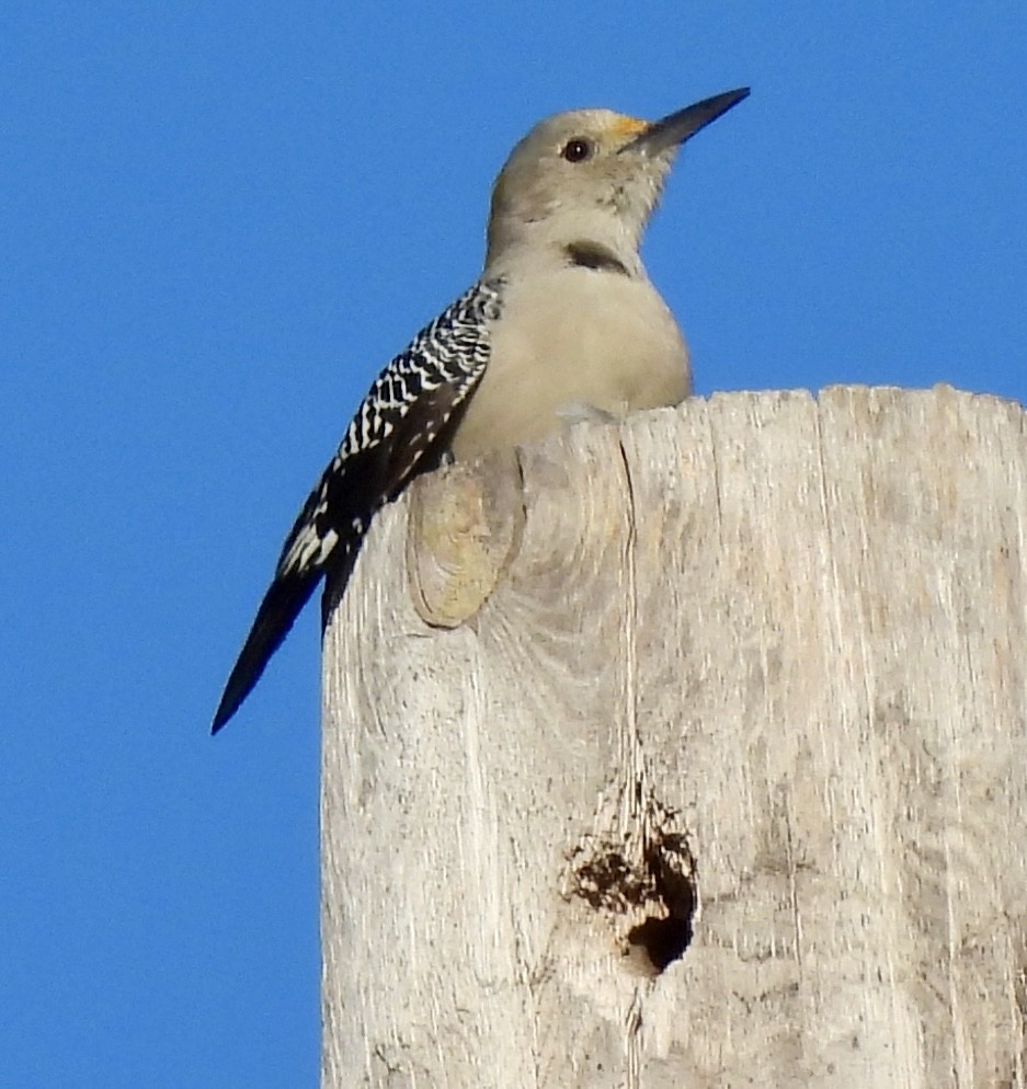Golden-fronted Woodpecker - ML644523440