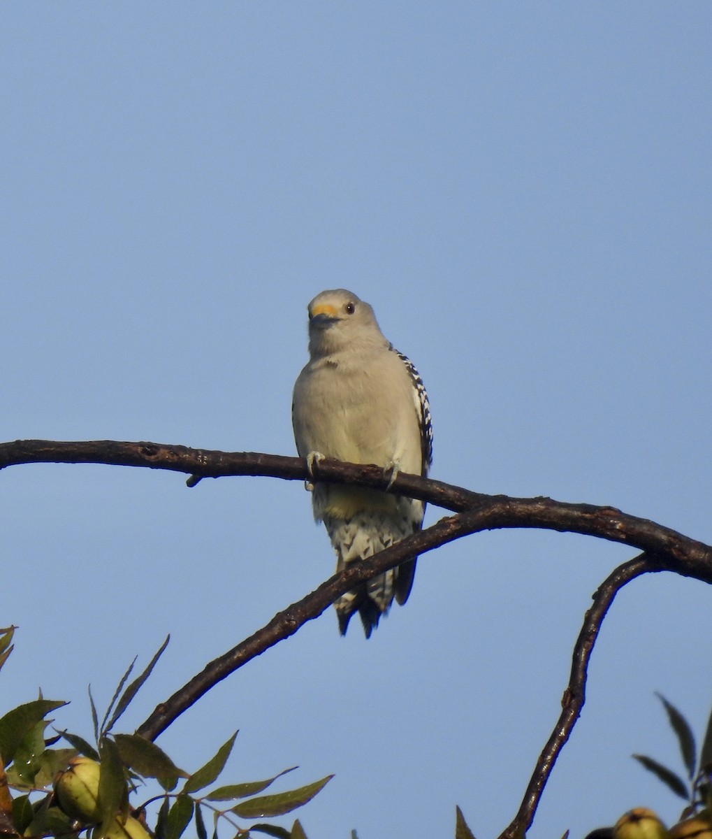 Golden-fronted Woodpecker - ML644523441