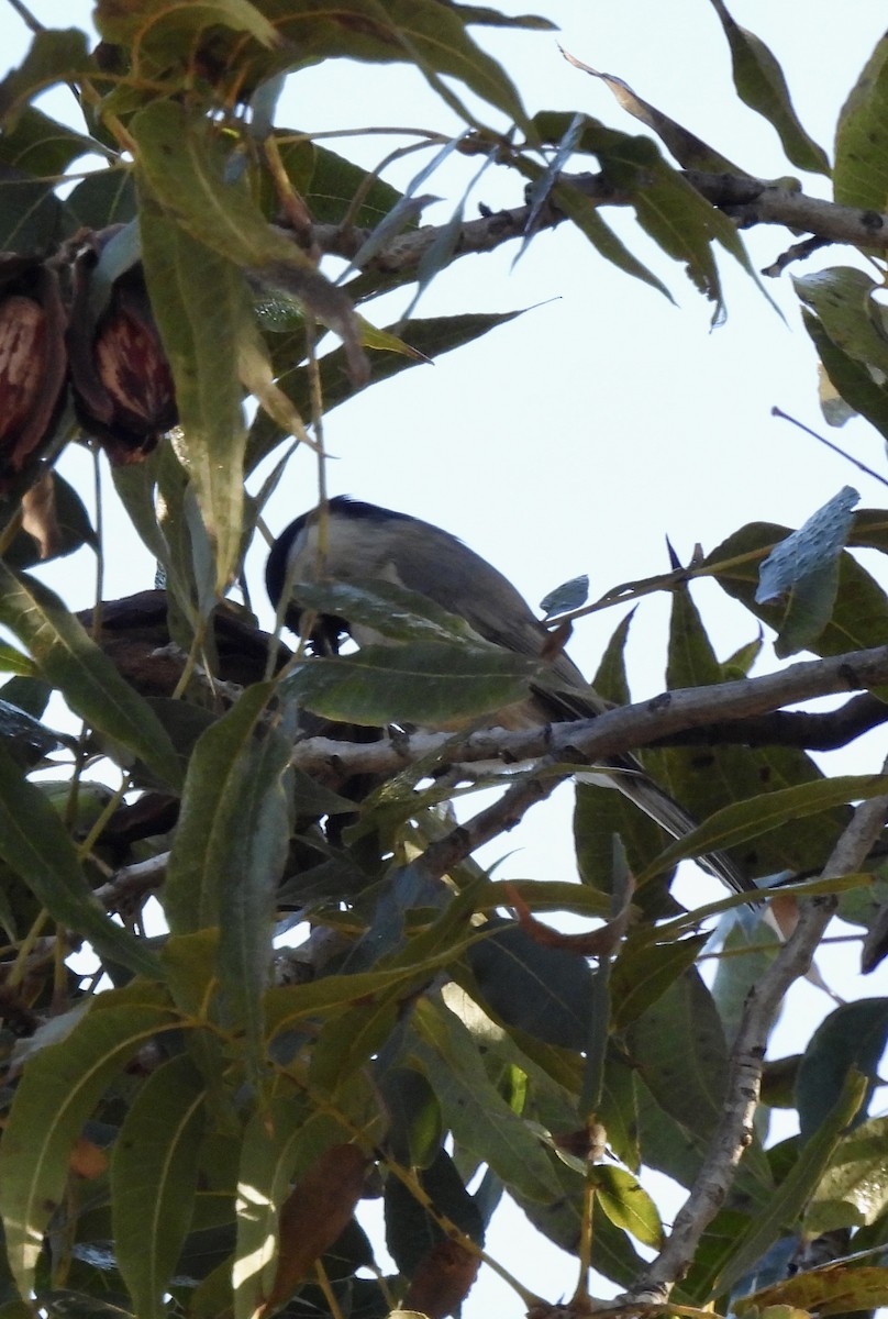 Carolina Chickadee - ML644523443