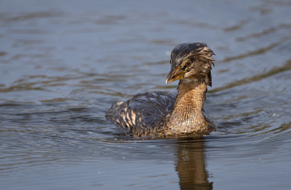 Pied-billed Grebe - ML644523463