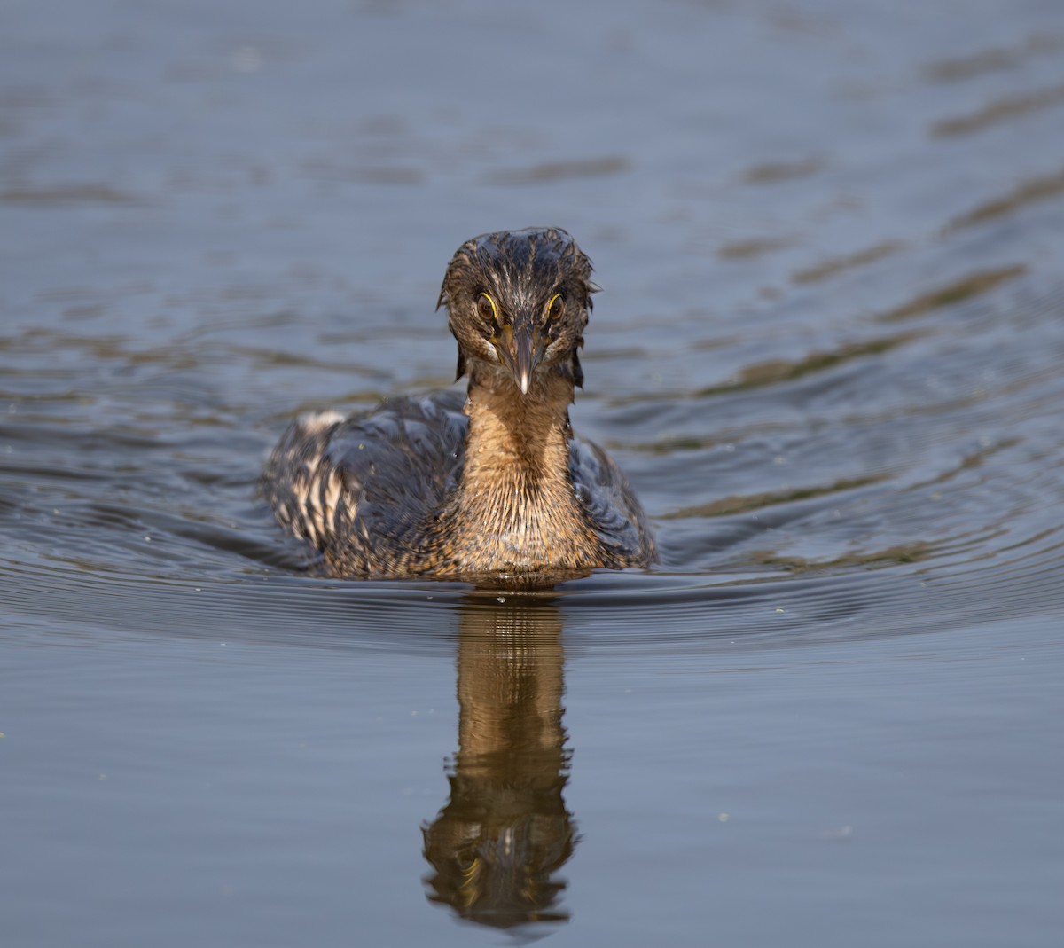 Pied-billed Grebe - ML644523464