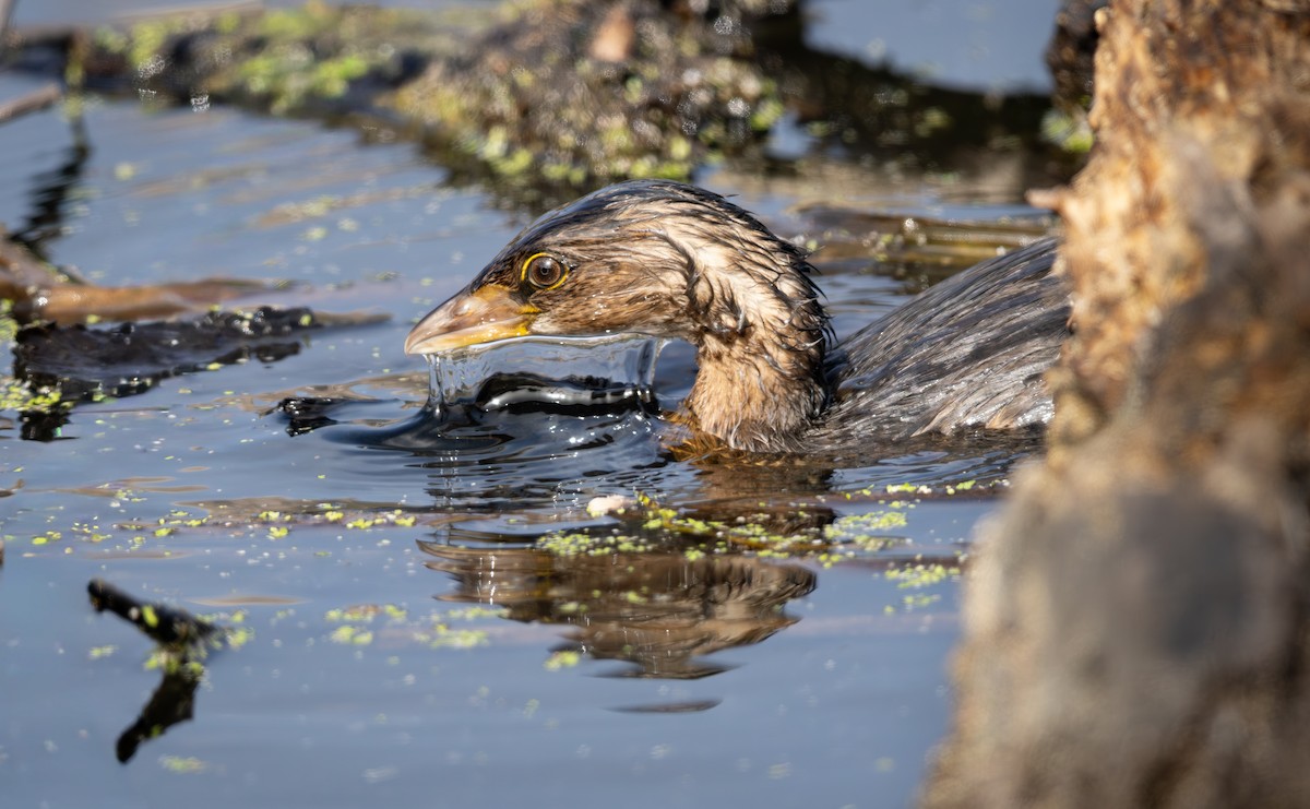 Pied-billed Grebe - ML644523465