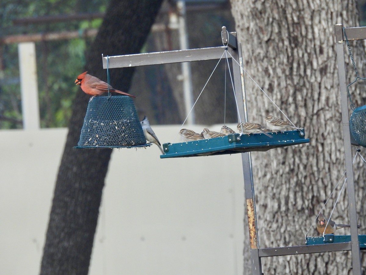 Chipping Sparrow - ML644523467