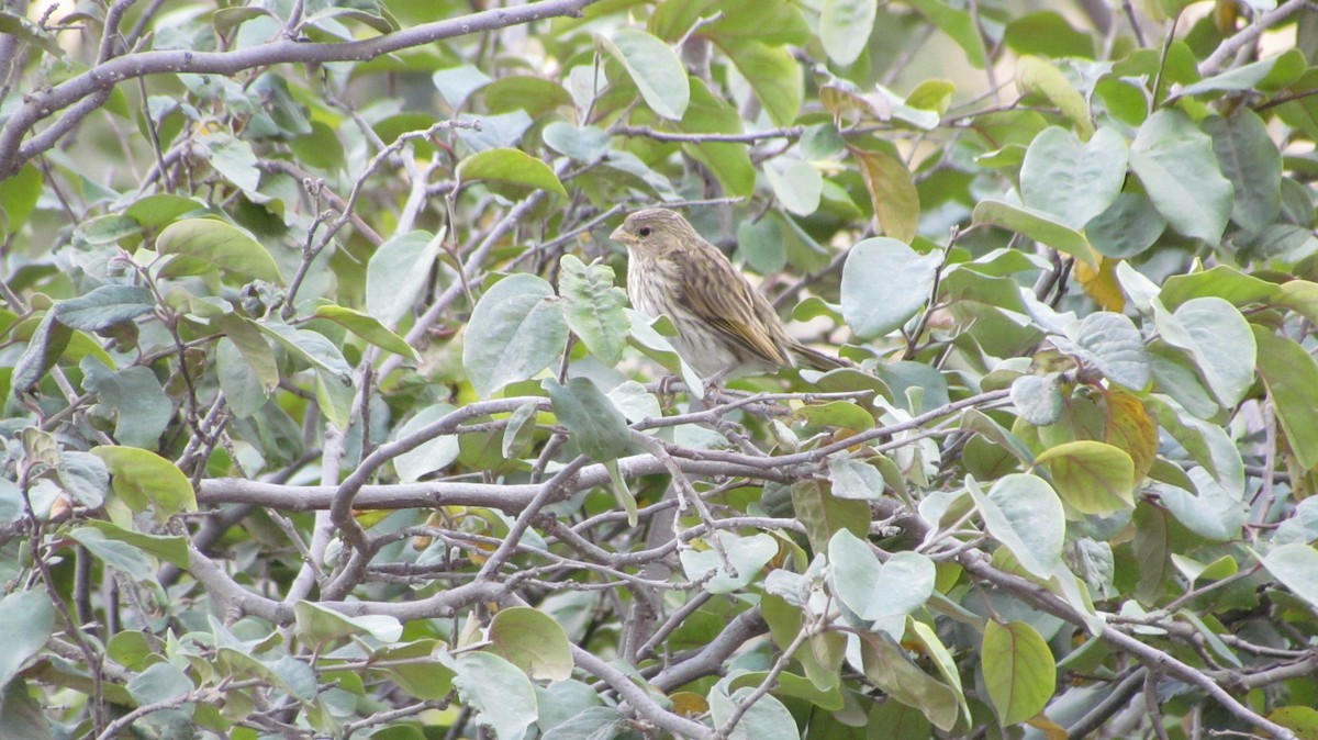 Saffron Finch - ML644523469