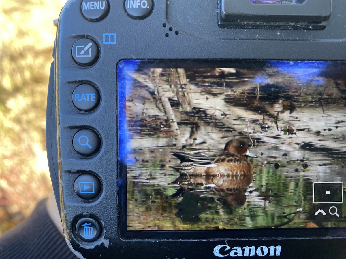 赤頸鴨 - ML644523470