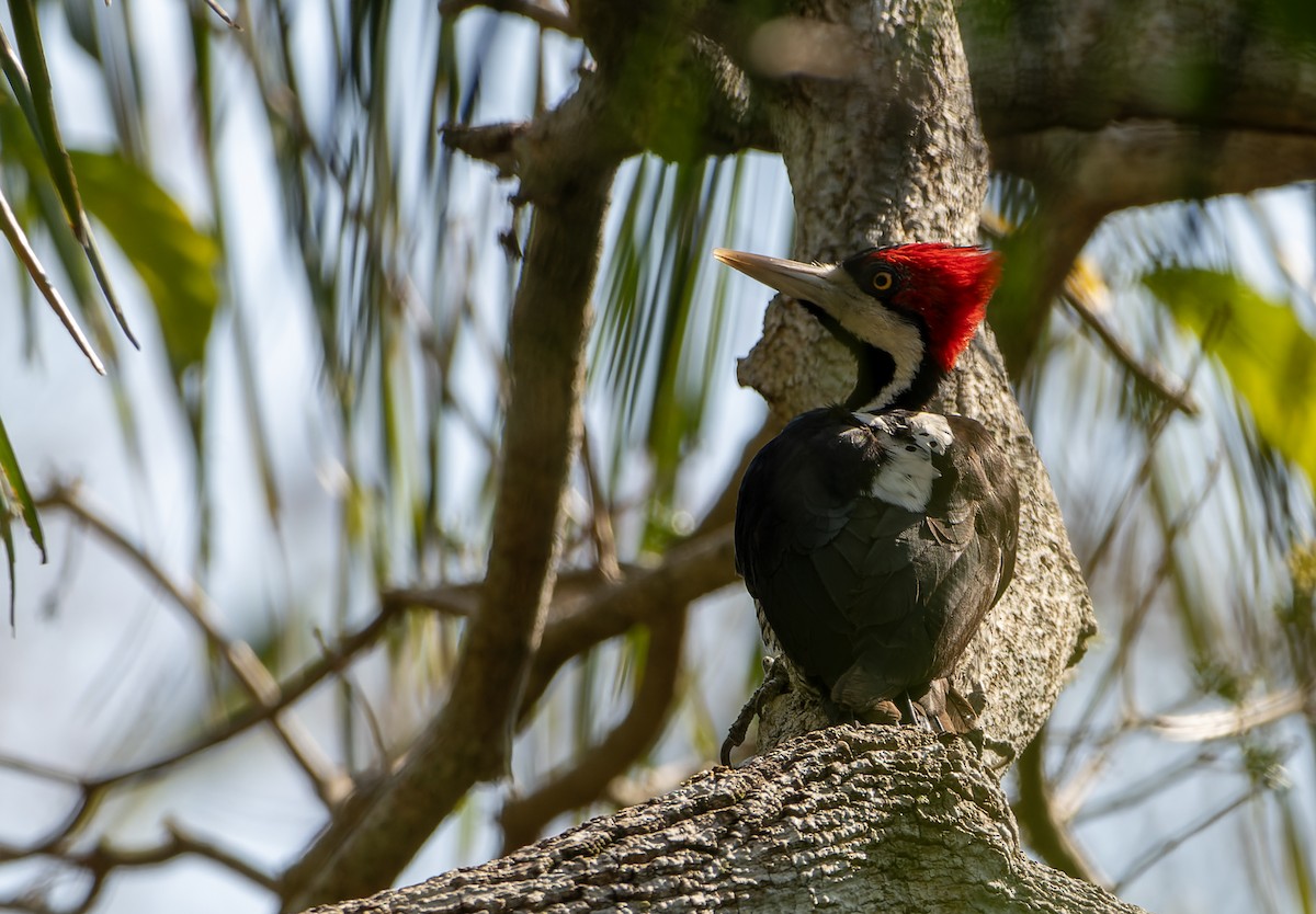 høvdingspett - ML644523477