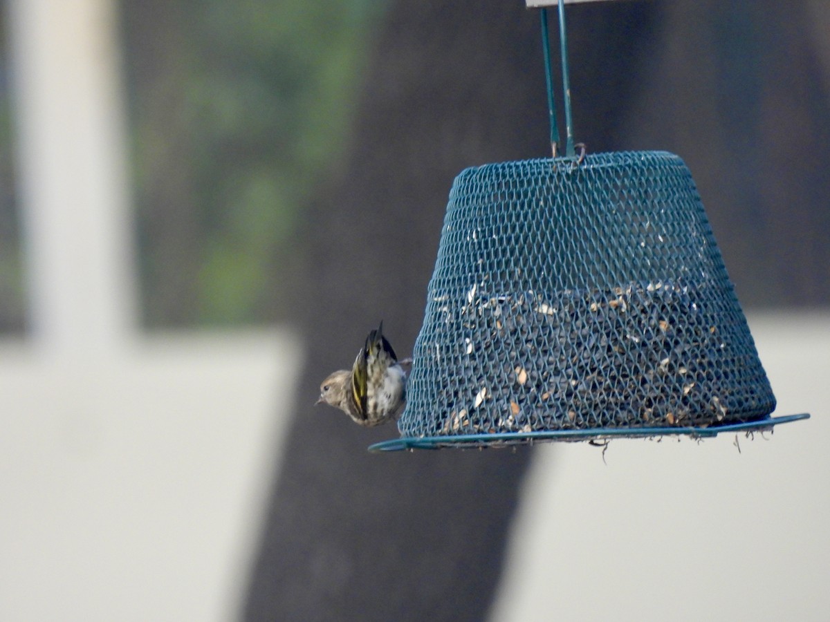 Pine Siskin - ML644523480