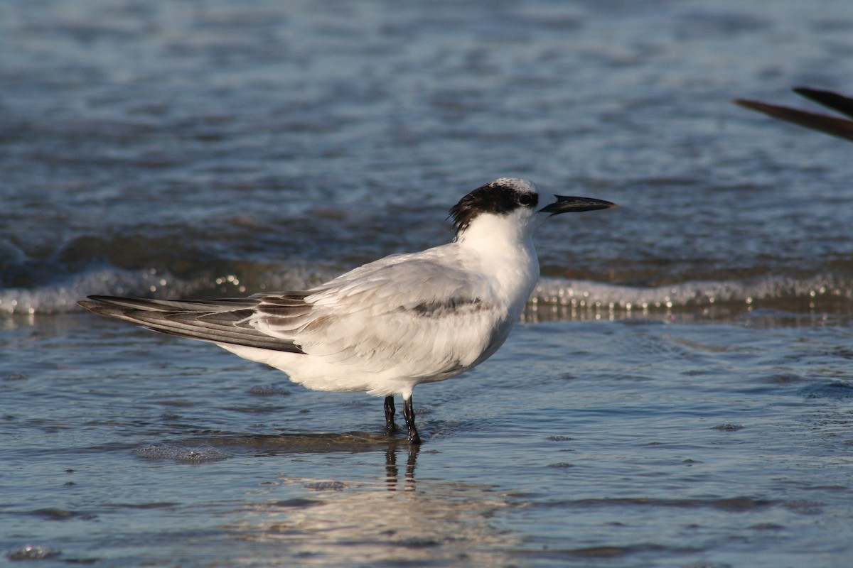 Sterne caugek - ML644523481