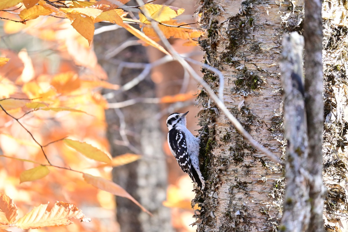 strakapoud osikový - ML644523483