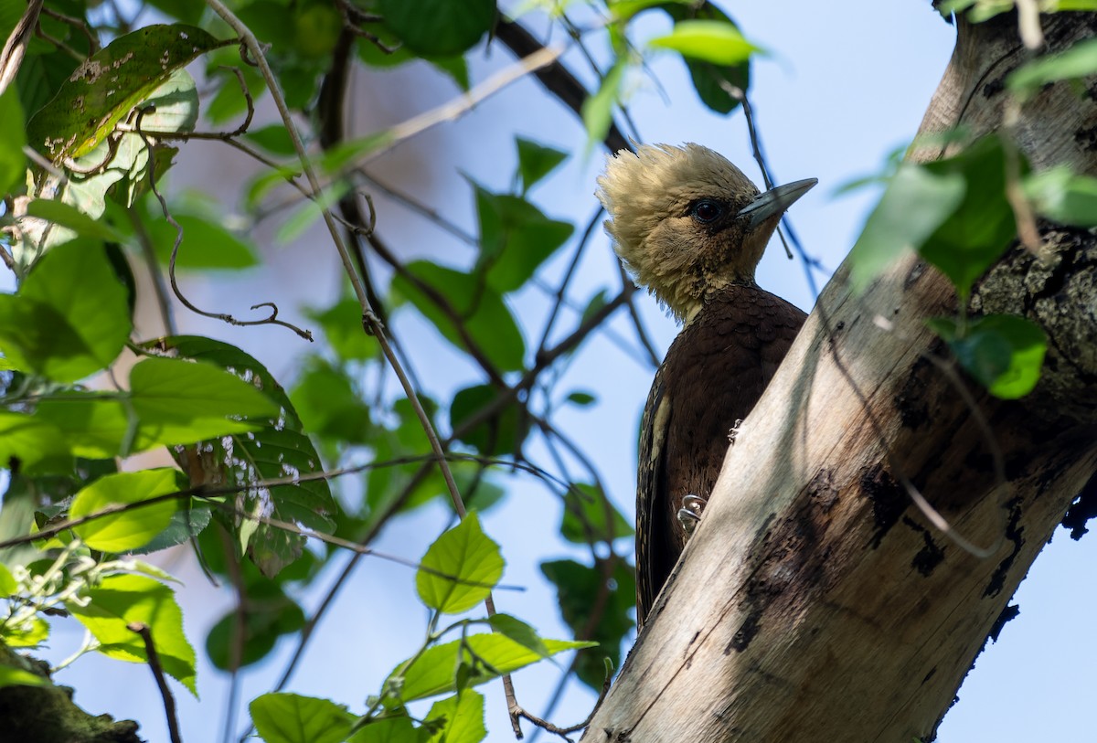 Pale-crested Woodpecker - ML644523491