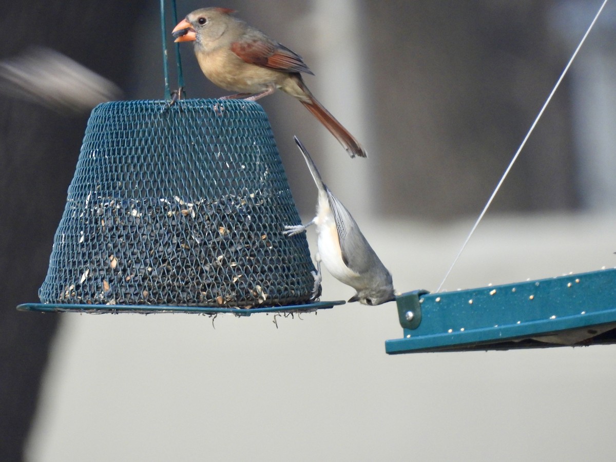 Black-crested Titmouse - ML644523500